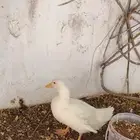 بطه للبيع