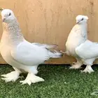 حمام تركي الفين