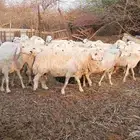 53 ضأن حرية دفيع على الشرط فحص سونار