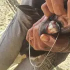 البيع 6 بربر مرابي