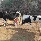 بقرة هولندية منيحة تحتها عجل