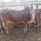 بقرتين بلدي لقاح مقربات