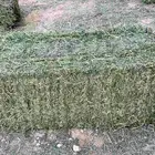 برسيم صافي لبانه جلدير ناعم ورق دهب الاخضر
