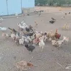 دجاج بلدي