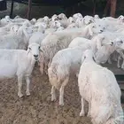 65 غنم حريات جنب