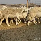 ما شاء الله وتبارك الله أعرض لكم غنم حريات دفيع ومضاريع