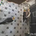 3 ذكور كروان للبيع