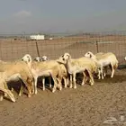 غنم حريات رخال جدعات