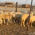 غنم حريات رخال العدد 20راس دفيع