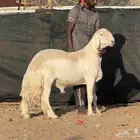 مشروع فحل حري صنف