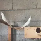 ببغاء كروان