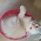 قطط شيرازي  هملايا