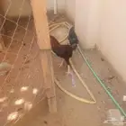 دجاج للبيع