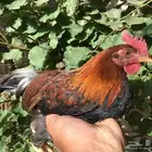 دجاج عربي فري_تم البيع