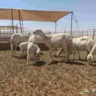 غنم خلفات حريات تحتها سبعه