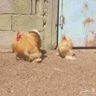 دجاج كوشن تب