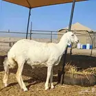 رخل صنف فاخر