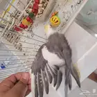 طير كروان هدد داخلي اليف ما يعض الجنس انثى