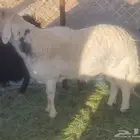 خروف فحل سنه رباع علا جميع الشروط