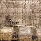 بلبل لتبني