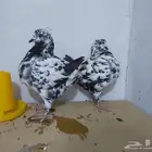 كنق امريكي تايقر
