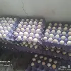 يوجد لدينا بيض دجاج بلدي مخصب