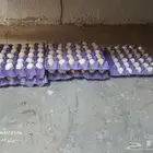 بيع بيض دجاج بلدي مخصب 100 بإذن الله تعالى وتواصل على الجوال