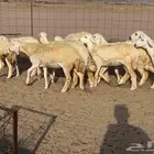 غنم حريات رخال صنف