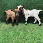 الماعز القزم (جفرة وتيس جوز) عمر شهر الاحساء