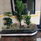 نبتات