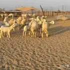 غنم حريات خالفات 14تحتها 14طيبه