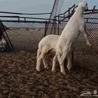 بهم تربيه