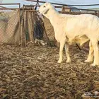 مشروع فحل ظغط عالي