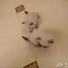 قطط للبيع اثنين كيتن مع الام عمر شهر ونص