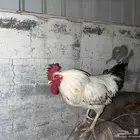 ديك و دجاجتين للبيع