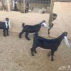 تيوس عوارض للبيع عدد 4 من مراح الوالدة