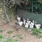 دجاج برهما كلمنبي