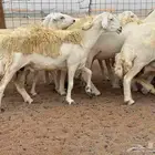 ما شاء الله وتبارك الله أعرض لكم غنم حريات دفيع مفاصيل
