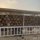 نحل بلدي للبيع الخلايا شمراني النحل شغال يطرح ويسوق