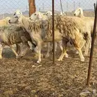 أعرض علي انظاركم اليوم غنم حريات دفيع ومضاريع مراح واحده