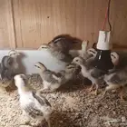 صوص دجاج عربي فاخر