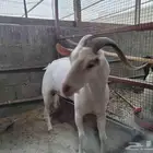 غنم عماني معزا عمانية