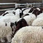 بهم تربيه نعيم
