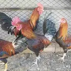 ديوك عربي اصيل _ تم البيع