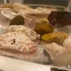 سمكة فايتر للبيع