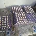 يوجد لدينا بيض بلدي مخصب