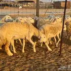 غنم حريات رخال دفيع شرط 20راس معاها 3سدس