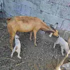 شاه متاوم تحتها 2 تيوس