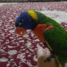 العمر 5 اشهر أليف جدا ومتكلم