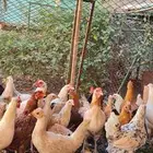 للبيع دجاج مشكل وأغلبه بلدي